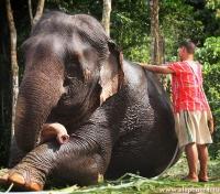 Mahout Elephant Trainer